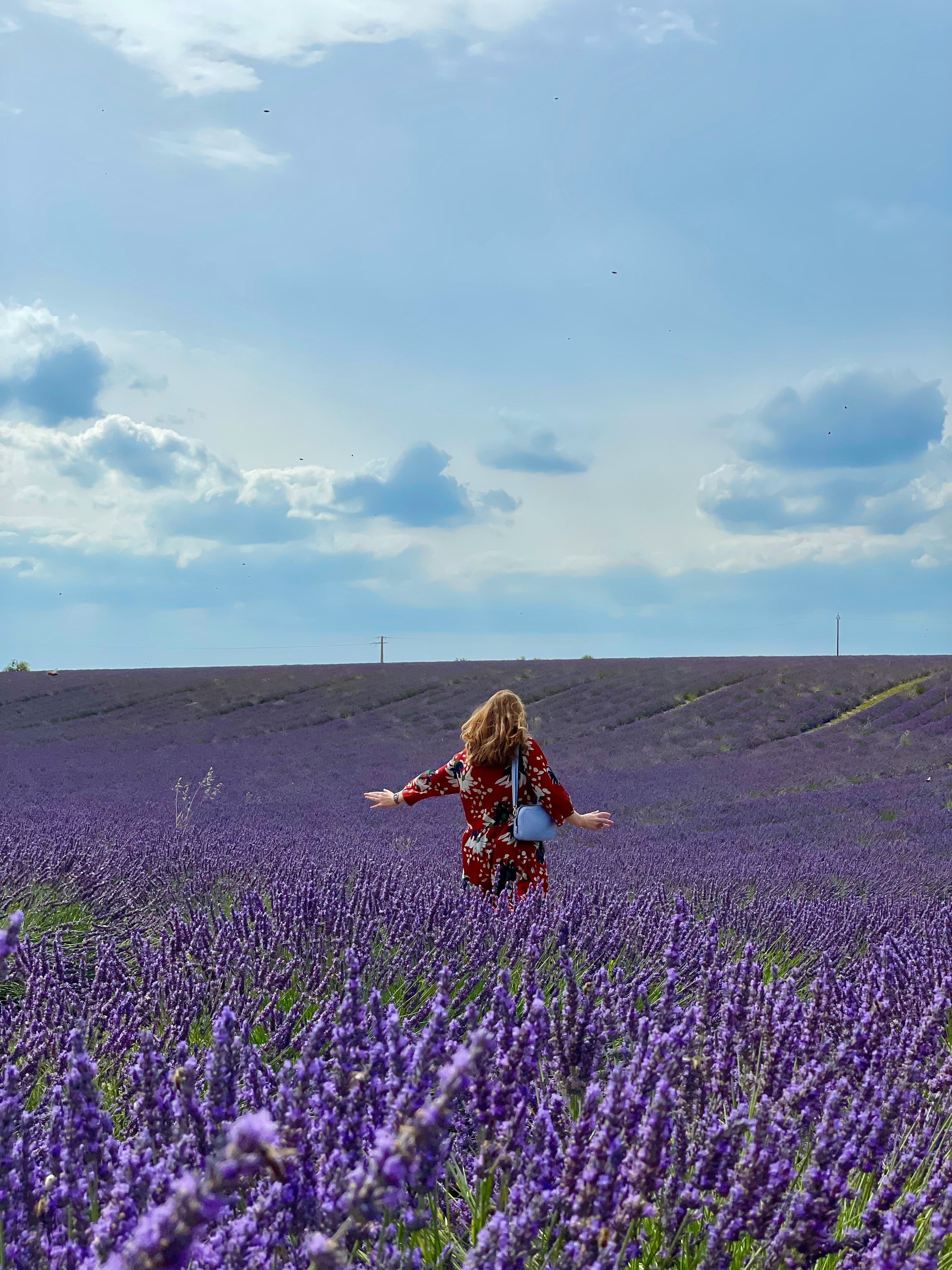 Campo aromático de lavanda